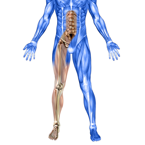 skeleton spine, leg and muscle illustration